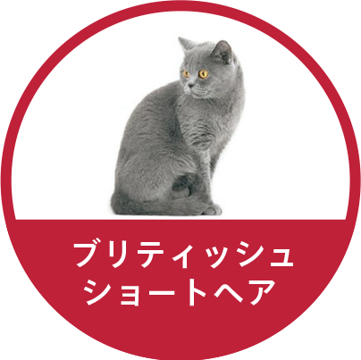 ブリティッシュ