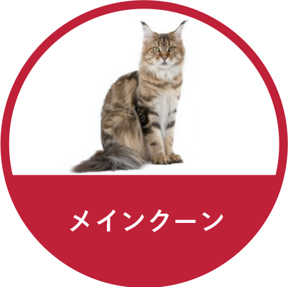 メインクーン