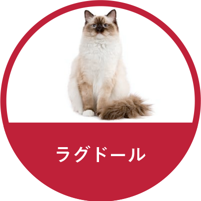 ラグドール