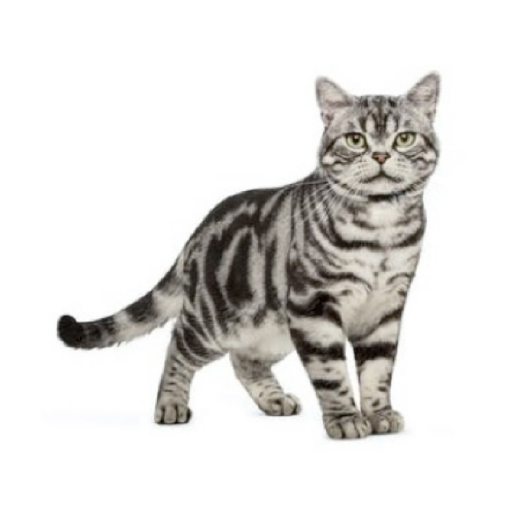 アメリカン ショートヘア 