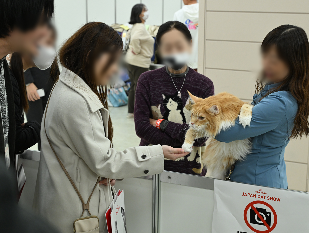 キャットショーツアー